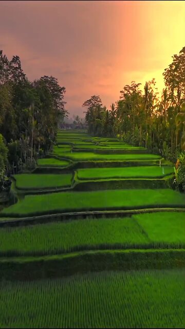 🌿✨ Let the tranquility of the wilderness guide you to a peaceful mind. #NatureHeals #InnerPeace