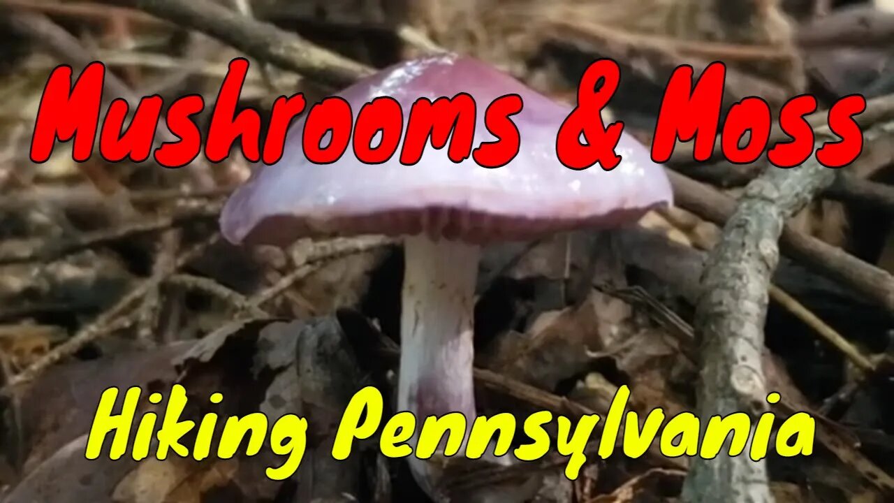 Mushrooms and Moss Found on Hike + Hiking Pennsylvania Woods