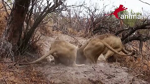 LEÕES BRINCAM DE CABO DE GUERRA COM JAVALI AFRICANO - VIDA ANIMAL