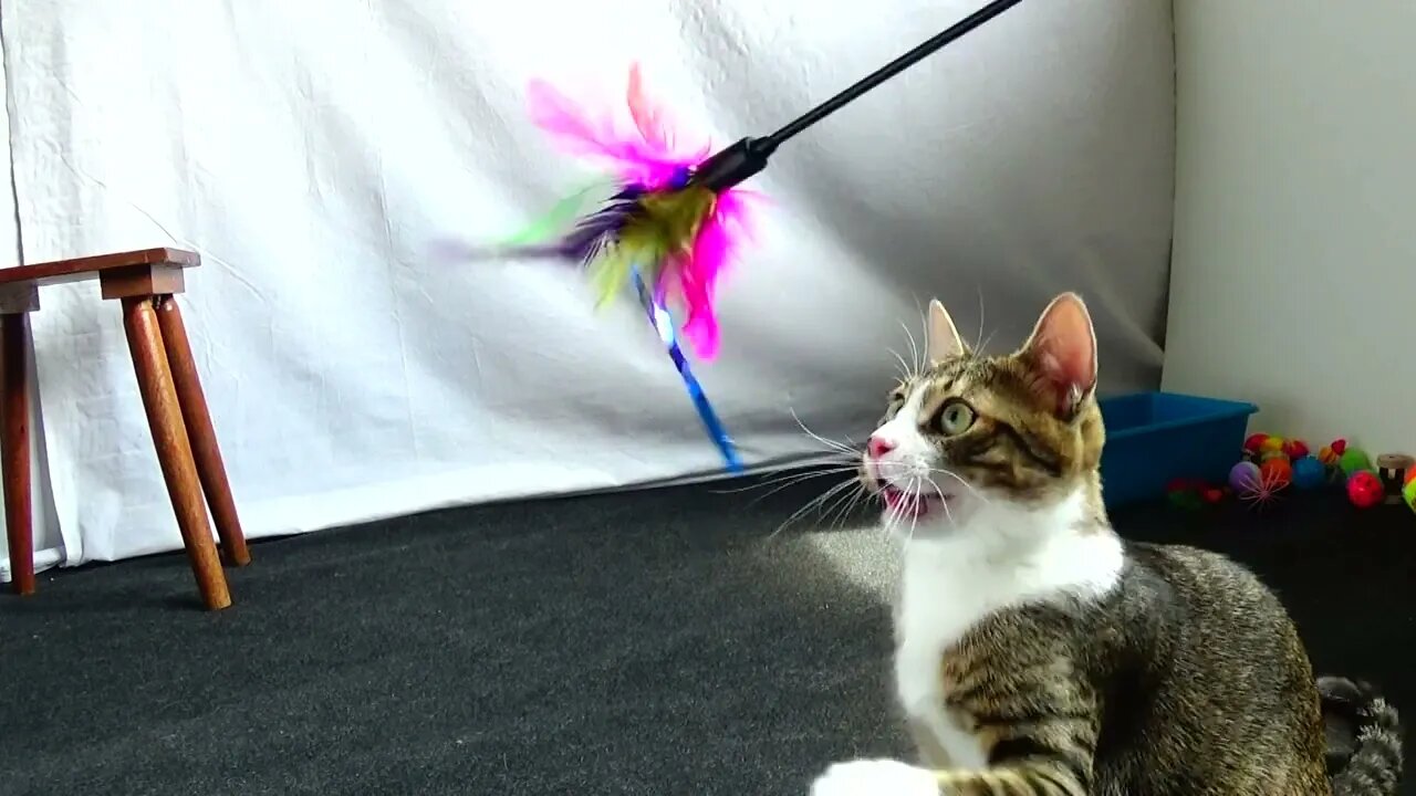 Kitten Hits the Toy with His Paw