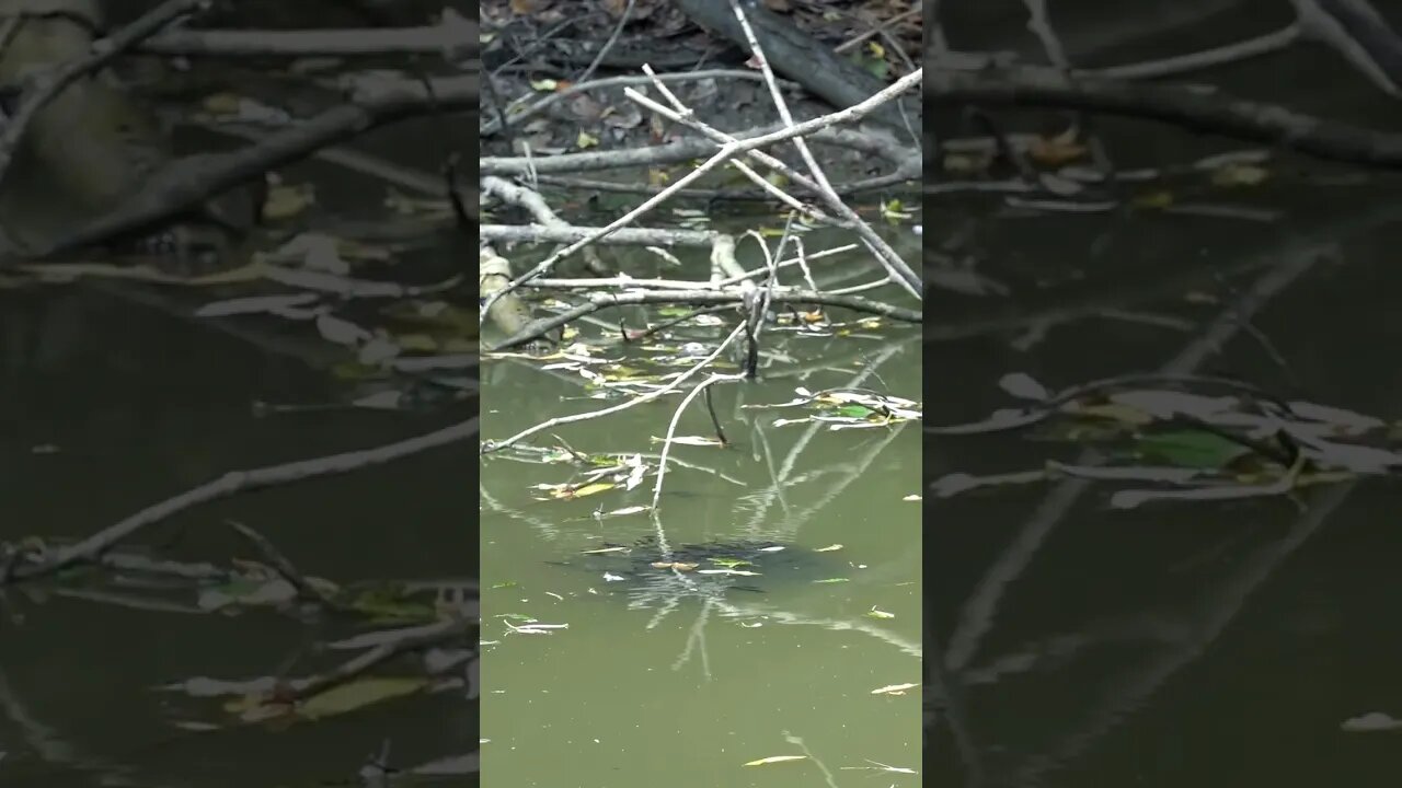 School of juvenile fish, Brown Bullhead Catfish (ameiurus nebulosus) #shorts