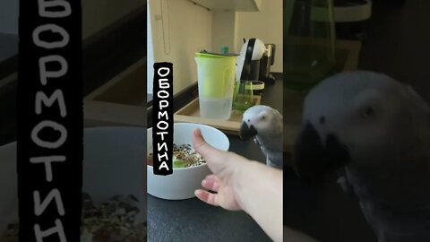 #shorts Смешные животные из Тик Ток 4 Funny animals from Tik Tok