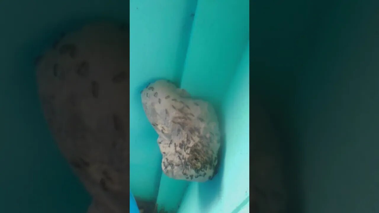 HARMONIA DA NATUREZA