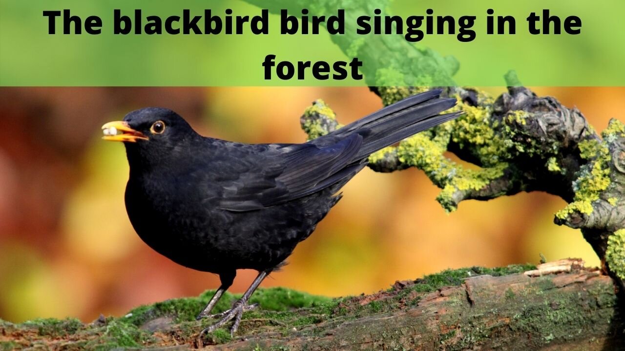 The blackbird bird singing in the forest