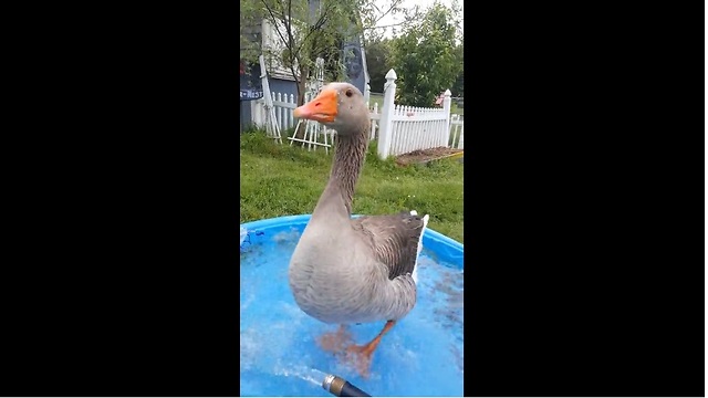 Goose displays "happy dance" upon owner's arrival