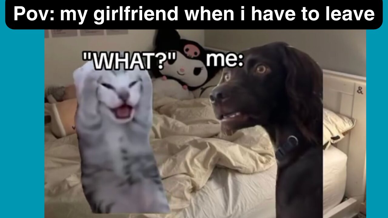 Cats meme part:18 soo true😂