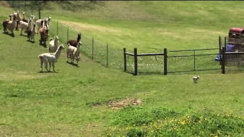 Gruppo di lama insegue per gioco un cane