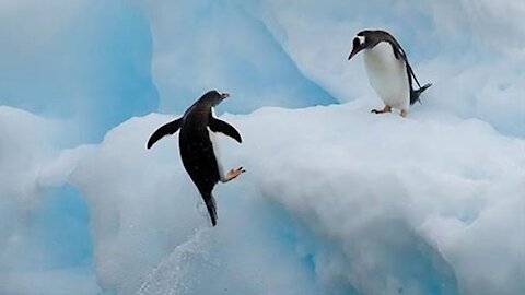 Funniest videos of Penguins 😊🐧 Cute Compilation