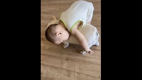 Super cute #cutepuppy #cutepet #cutefrenchie #cutedog