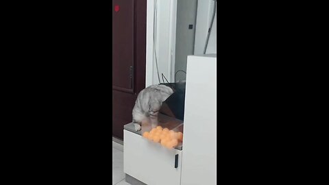 Funny Cats 🤣🤣 Very Funny