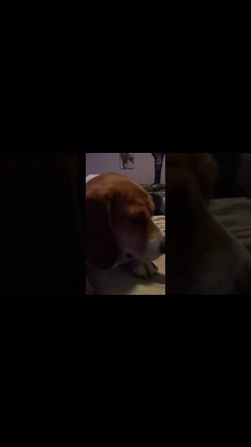 Banchee the Beagle Watched AEW Dynamite