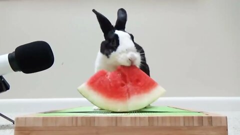 Rabbit eating watermelon ASMR