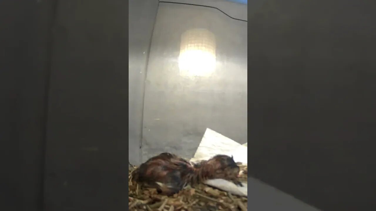 Hatchling keet fast asleep 💕