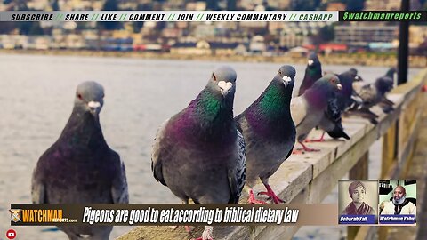 Pigeons are good to eat according to biblical dietary law