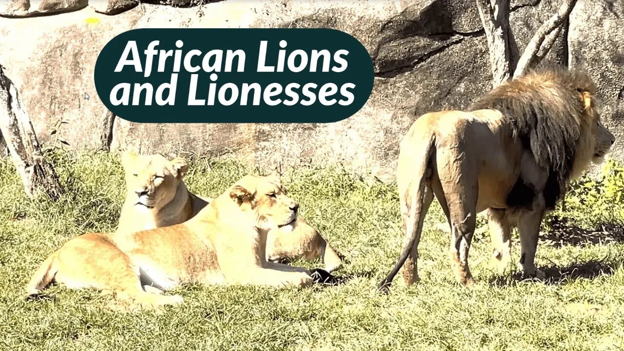 African Lion and Lionesses at Memphis Zoo Virtual Experience || Episode -3