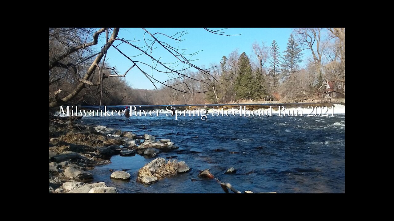 Milwaukee River Spring Steelhead Run 2021 春季虹鳟鲑鱼洄游