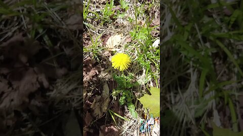 Dandelion in the sun.