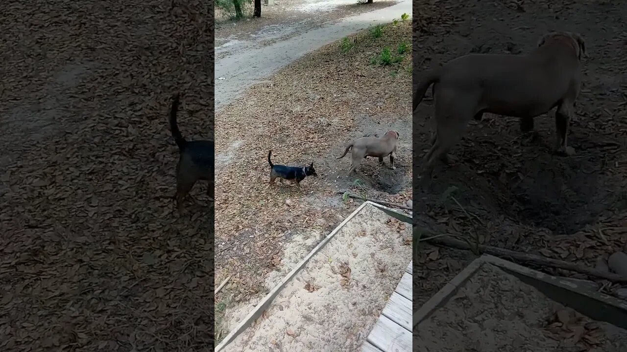 Dog catching dirt
