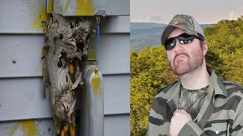 Hornet Nest Destruction Compilation (Zop) - Reaction! (BBT)