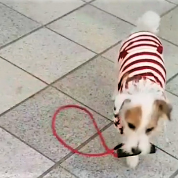 Clever Dog Hands Leash Back To Owner When Dropped