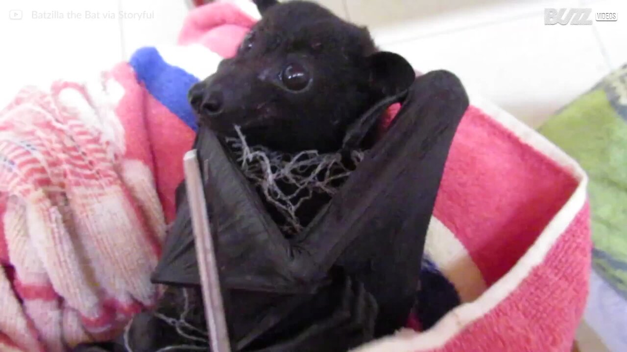 Une chauve-souris est sauvée après avoir été prise au piège