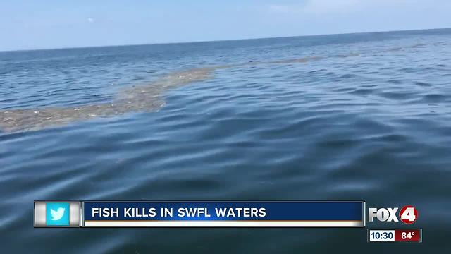Large fishkill spotted off Boca Grande