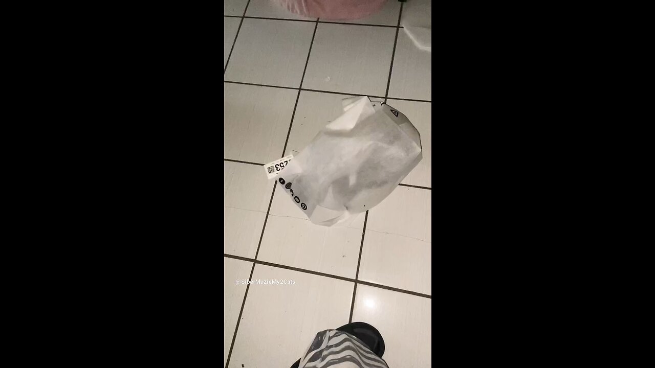 Cat in a Bag