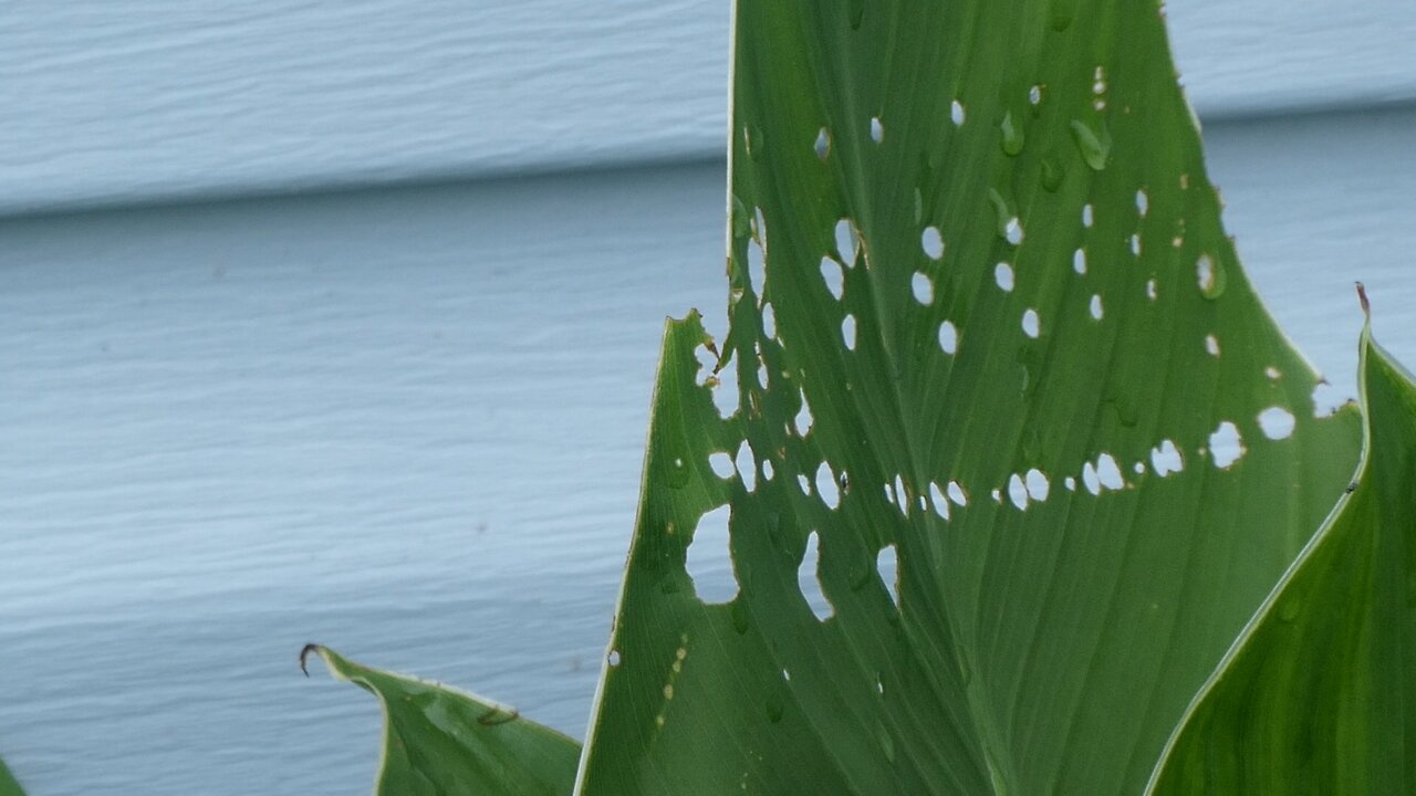 BUG ART