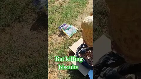 rat killing biscuits#viralvideo