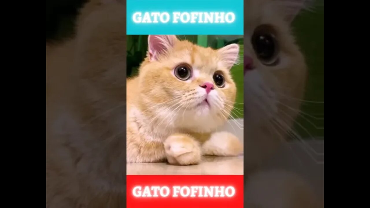 Try Not To Laugh At This Ultimate Funny Dog Video Compilation Funny Pet Videos #shorts