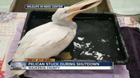 White pelican able to leave Waukesha after government shutdown ends