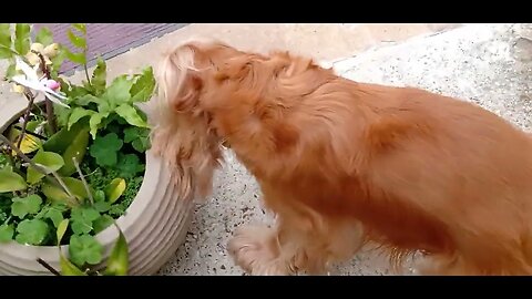 #dogshow , #animals , #dogs (1)