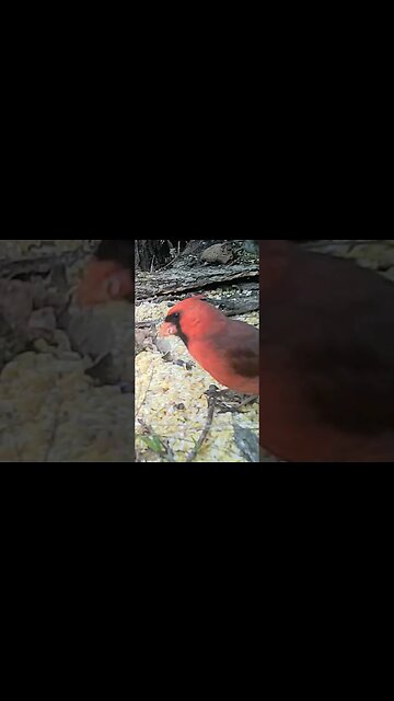Cute😍little red cardinal 🐦eatin`👄 him some lunch 🥣#cute #funny #animal #nature #wildlife #trailcam