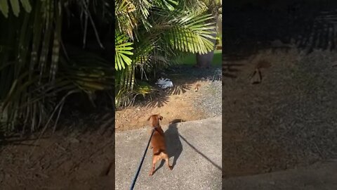 Playing Top Dog