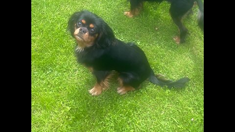 Cutie Cavaliers