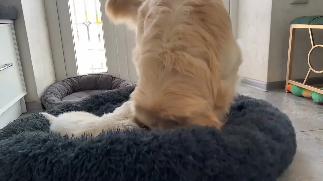 Golden Retriever Confused by Puppy Occupying his Bed when she has her own