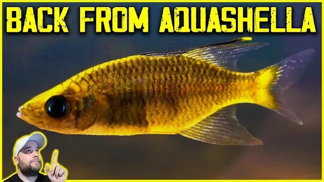 My Surprise Trip to Aquashella
