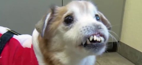 Noseless dog seeking forever home