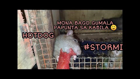 HOTDOG JUMBO SNACK WITH PUPS RAT | RATATOUILLE CHANNEL