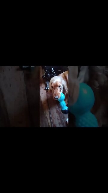 #dogshow, #amimals, #dogs, #shorts