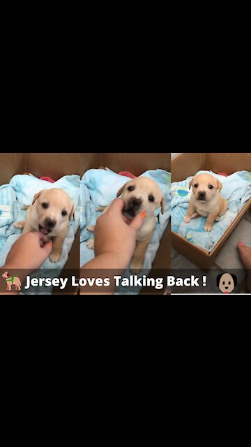 Jersey Loves Talking Back! #dogs #love #cute