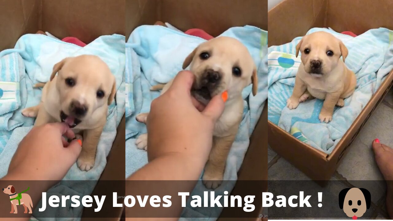 Jersey Loves Talking Back! #dogs #love #cute