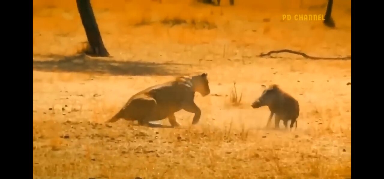 Unbelievable! Brave Warthog Parents Is Determined To Chase And Attack Lion | wildlifeworld12