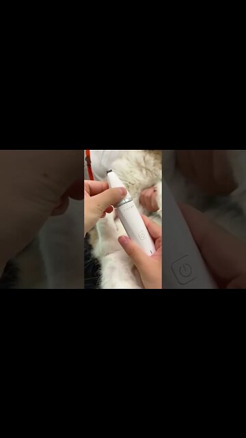 Time To Trim The Kitten Foot Hair