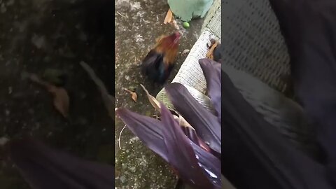 Chasing chicken