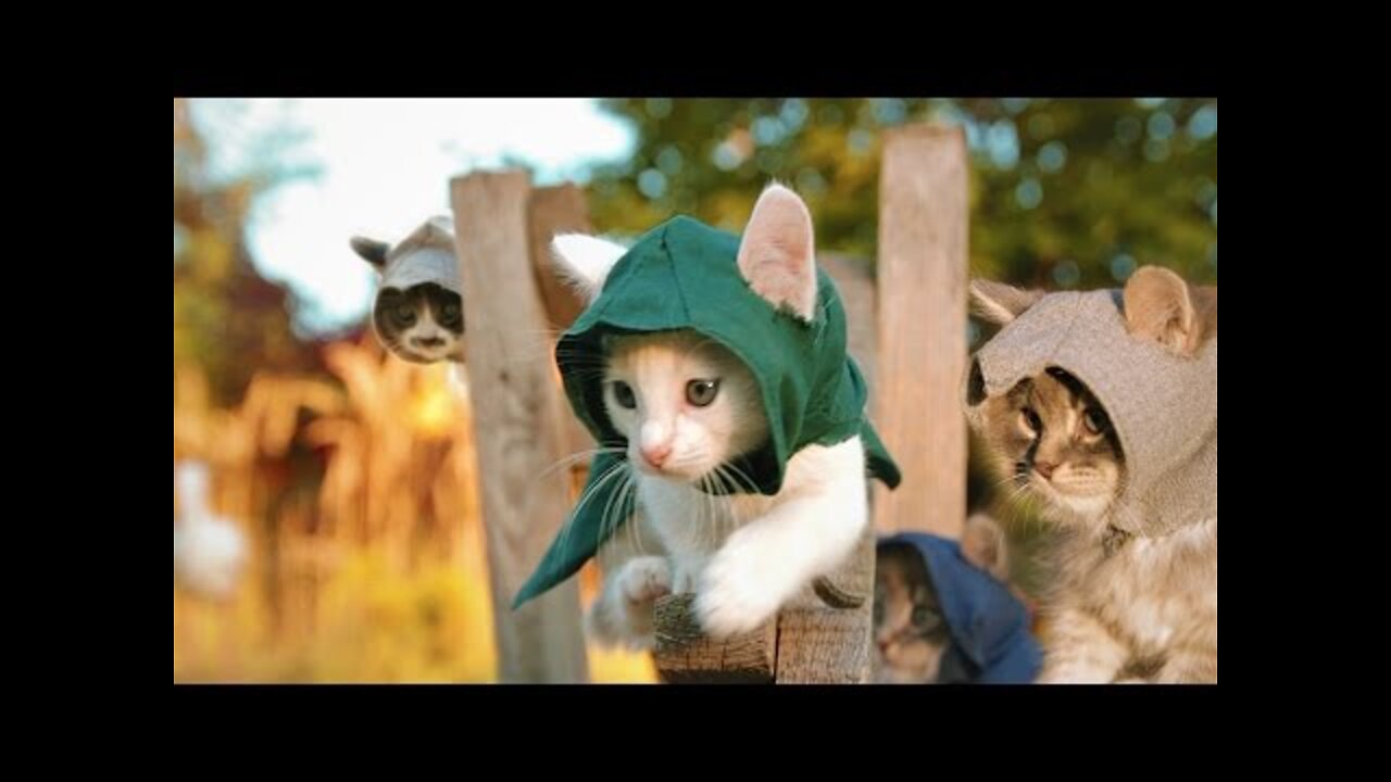 Kittens are Assassins!