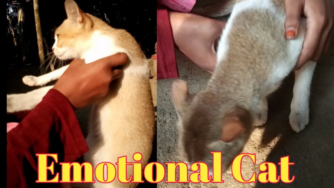 The cat is angry || Emotional cat