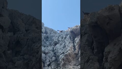 Goats on the beach in Greek Island 🐐