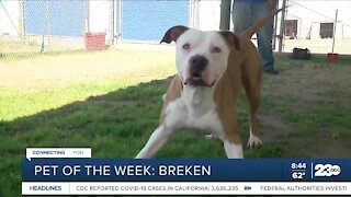 Pet of the Week: Breken