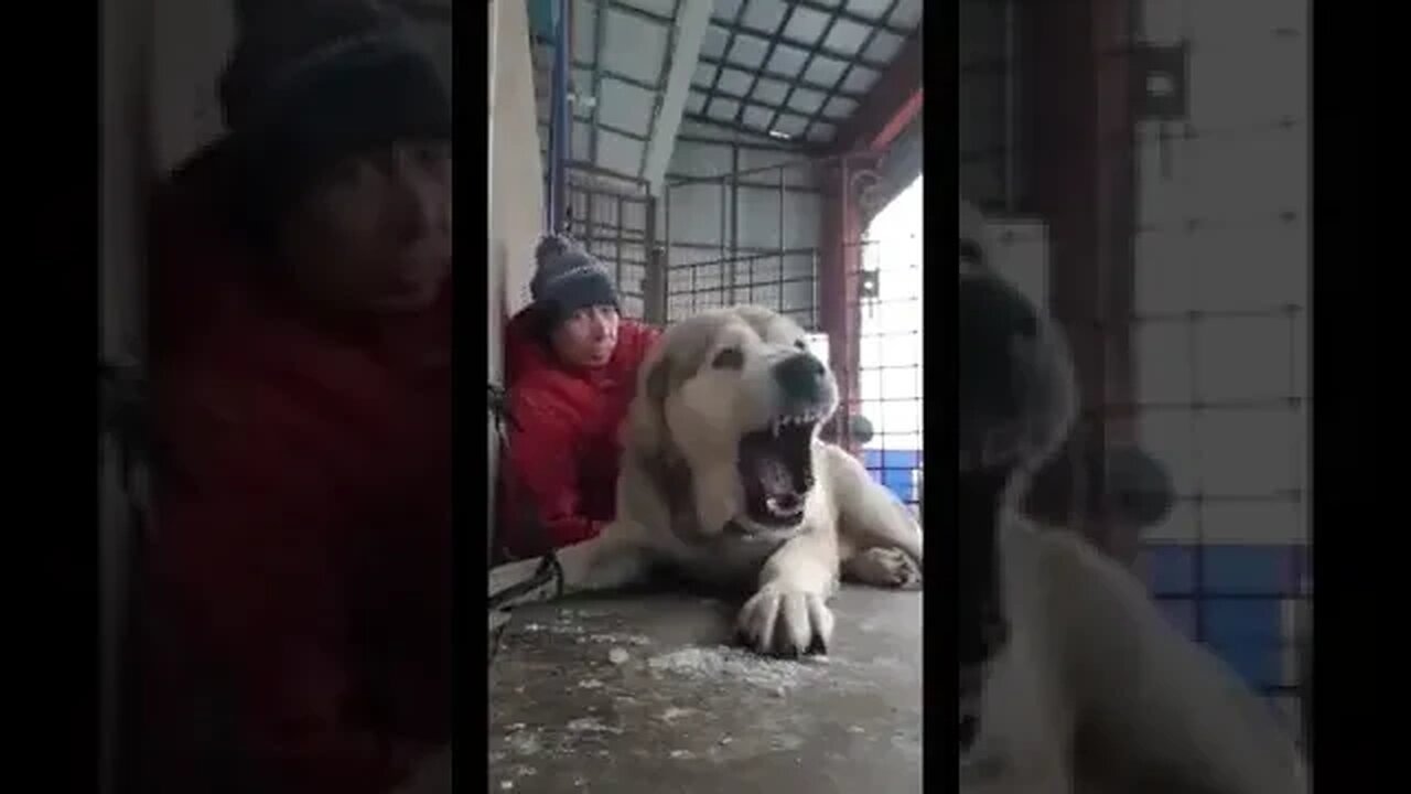 Alabai or Central Asian Ovcharka, are a breed of large, powerful livestock guardian dogs